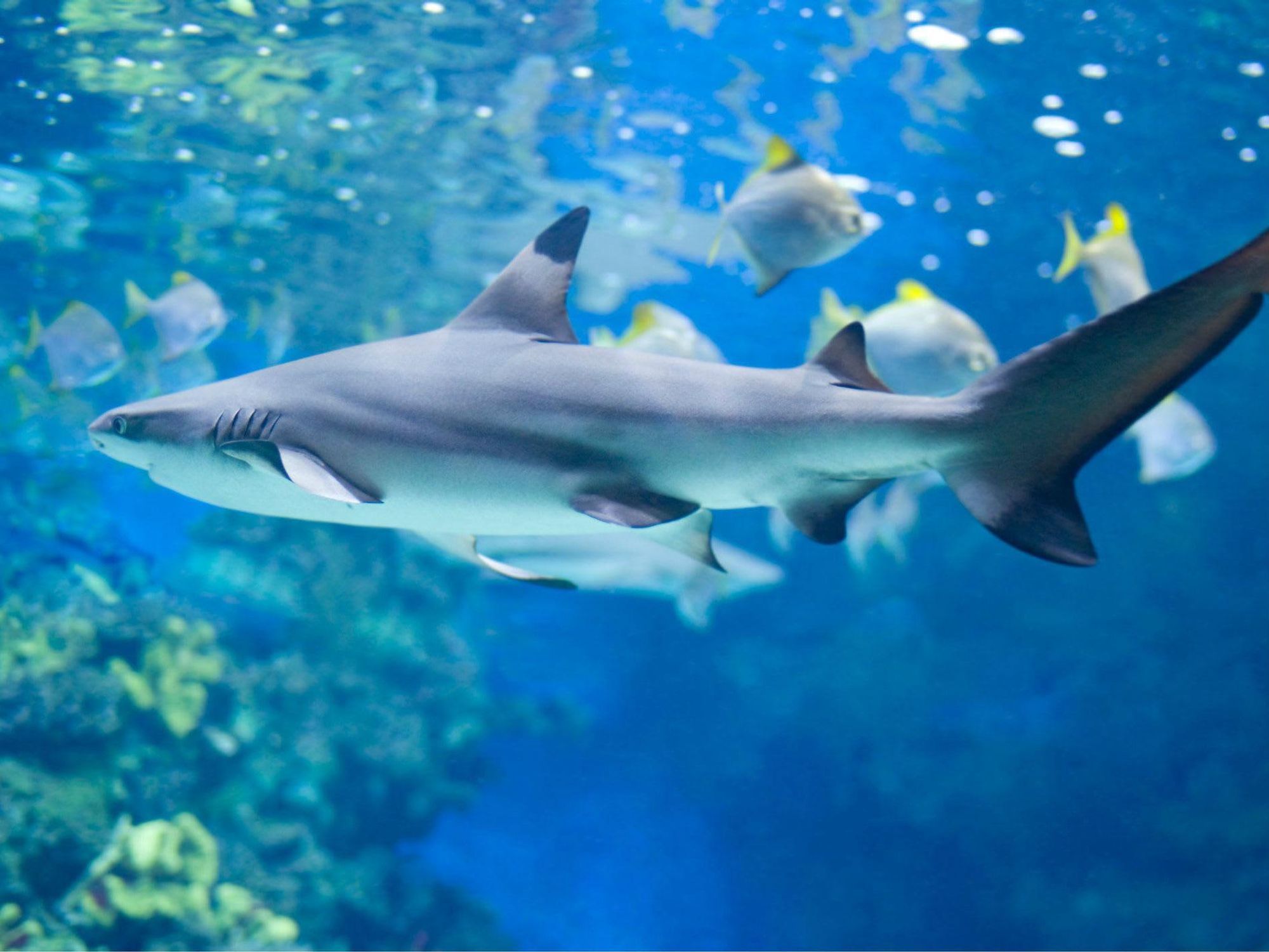 Portland Aquarium shark