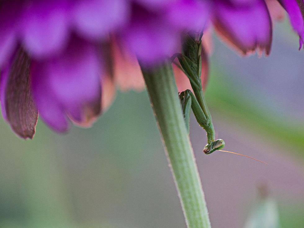 Praying mantis on a zinnia.