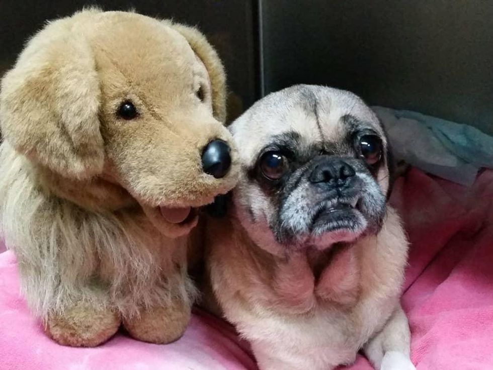 Pug Rescue of Austin presents ValenPugs Gala 2016