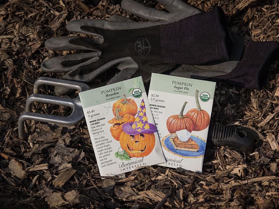 Pumpkin seed packets