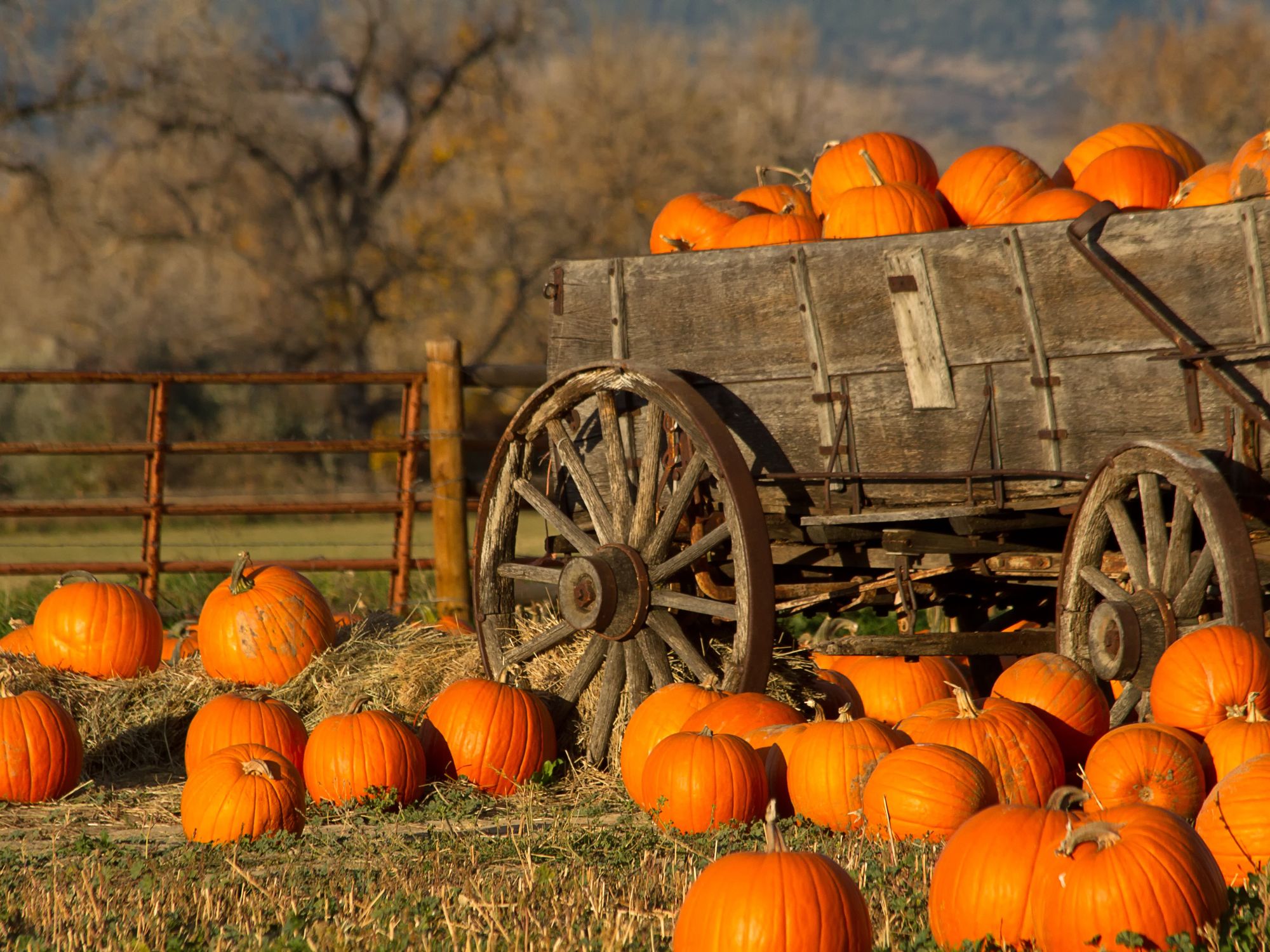 Pumpkins in a cart