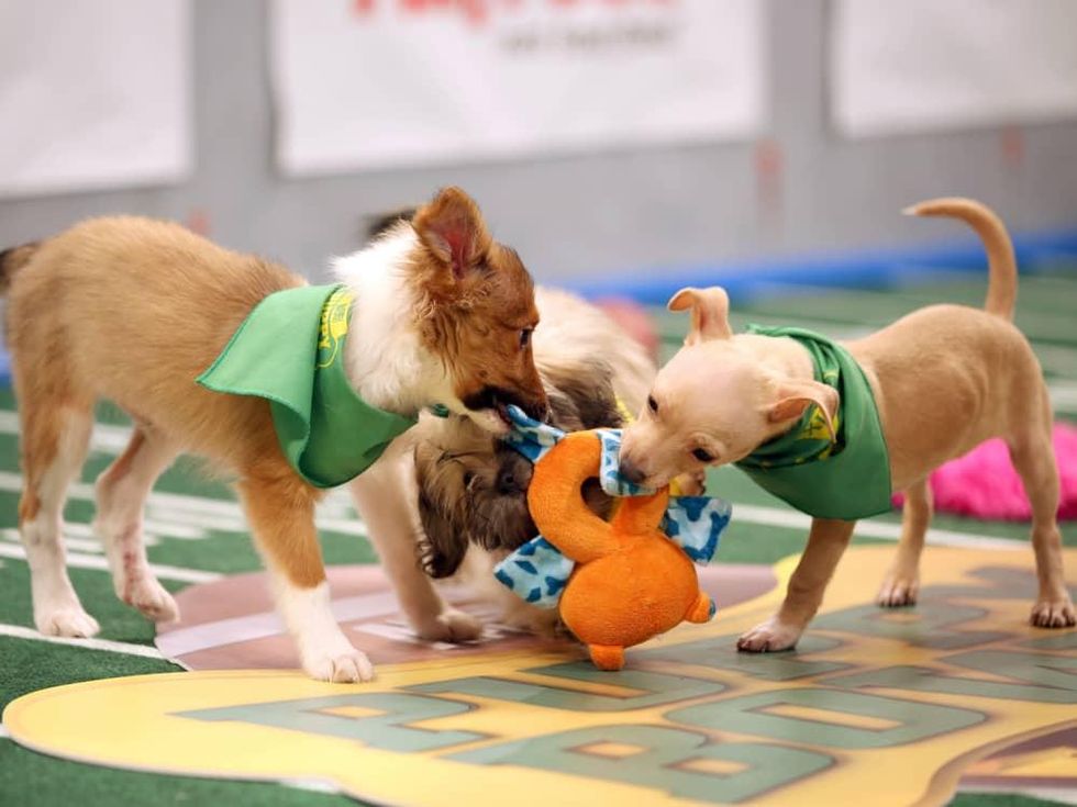 Puppy Bowl 2016 dogs football