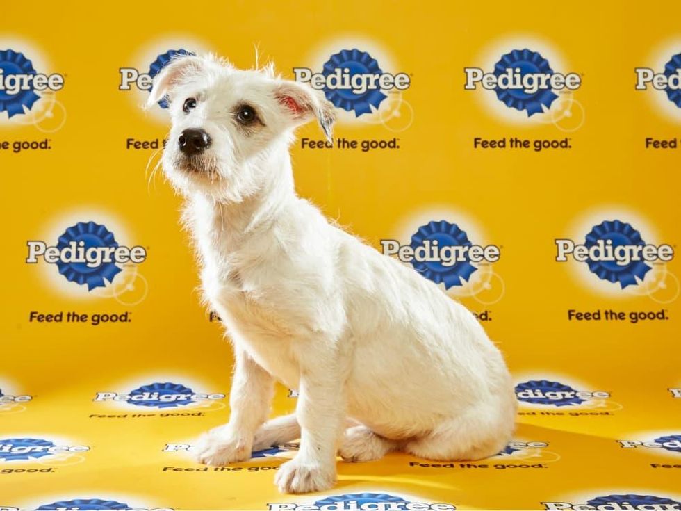 Puppy Bowl 2016 Hailey dog Leslie Noble Animal Planet