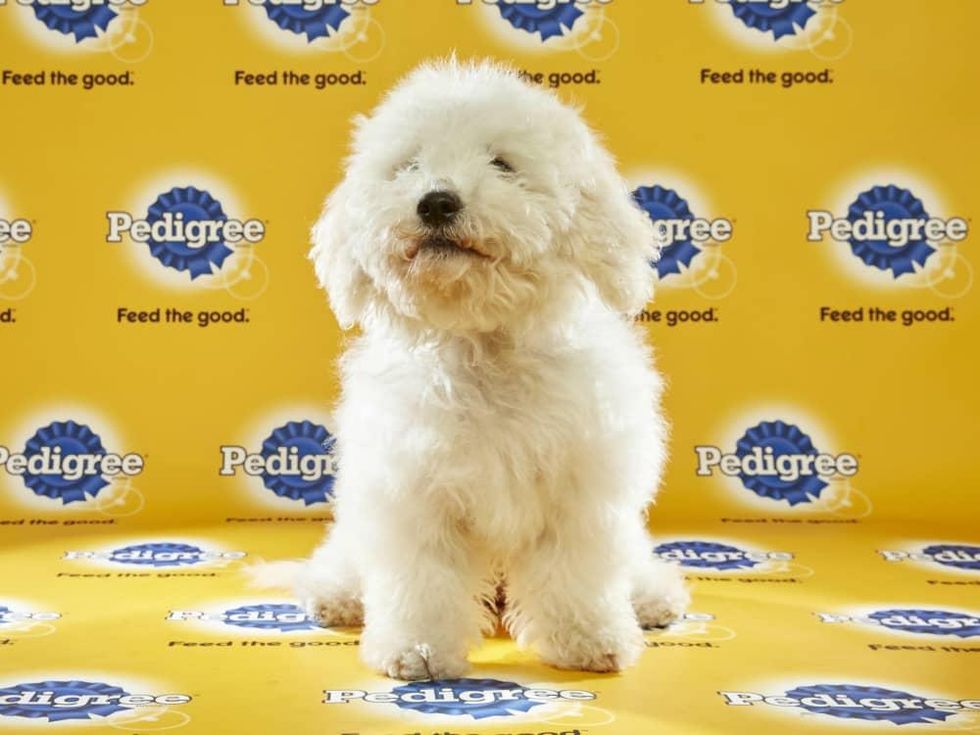 Puppy Bowl 2016 Poppy dog Sherry Stephens Animal Planet