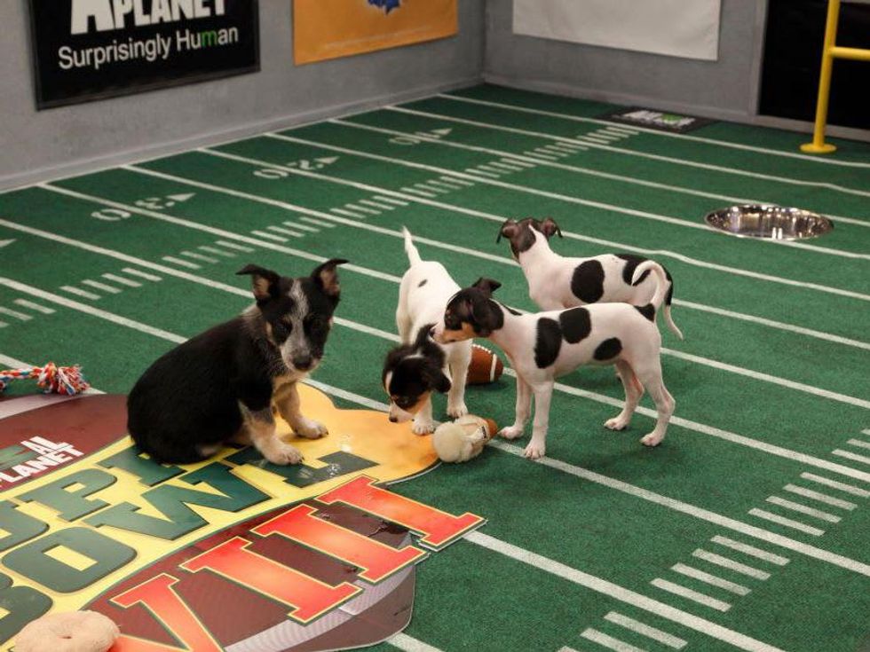 Puppy Bowl