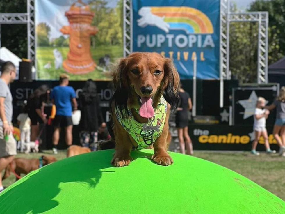 Puptopia Festival