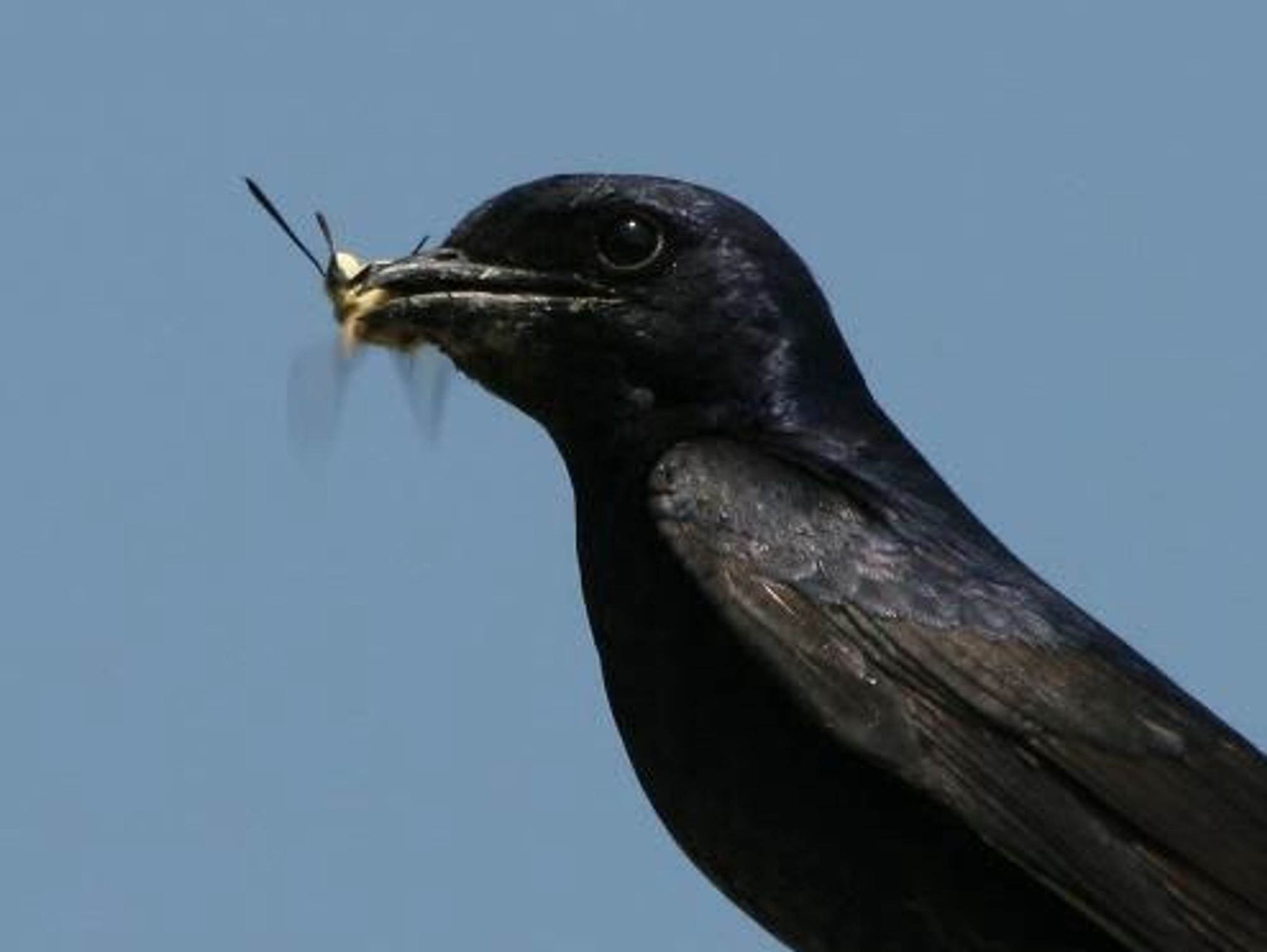 Purple Martin propogators photo