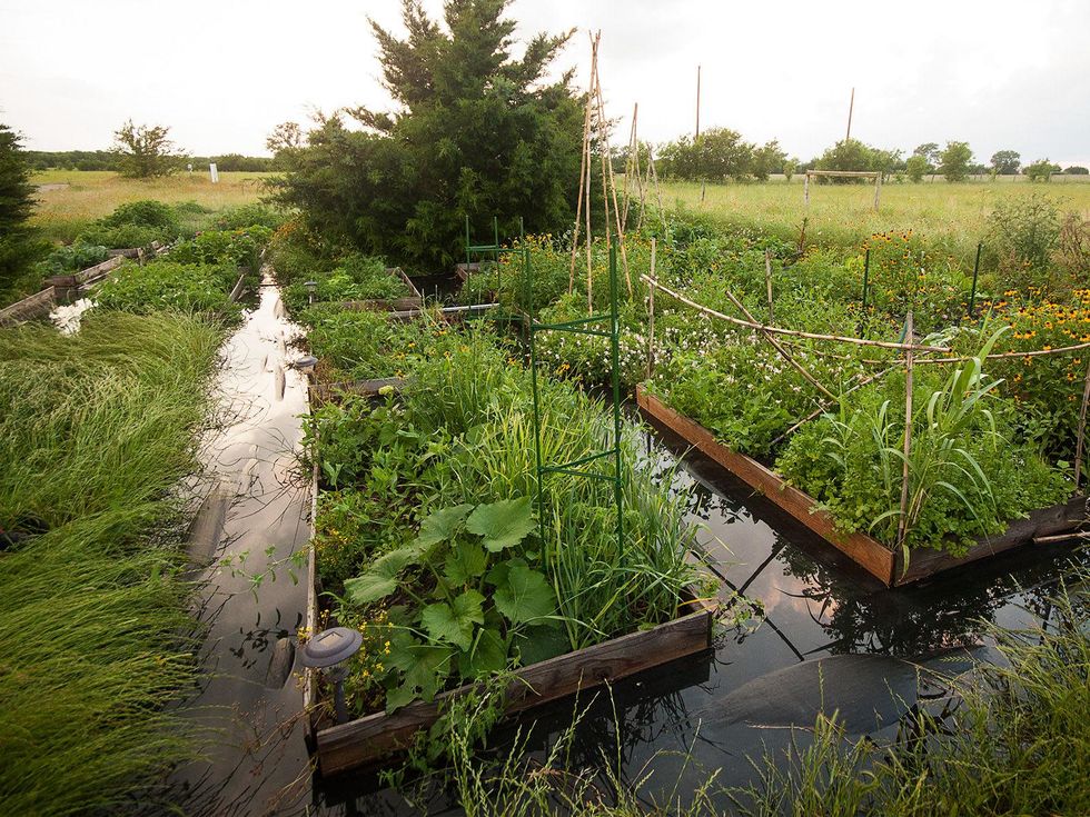Raised garden beds in a flood.