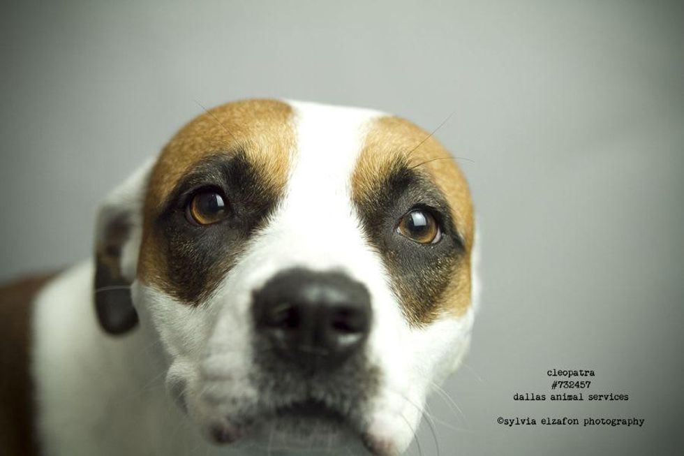 Rescue dog Cleopatra