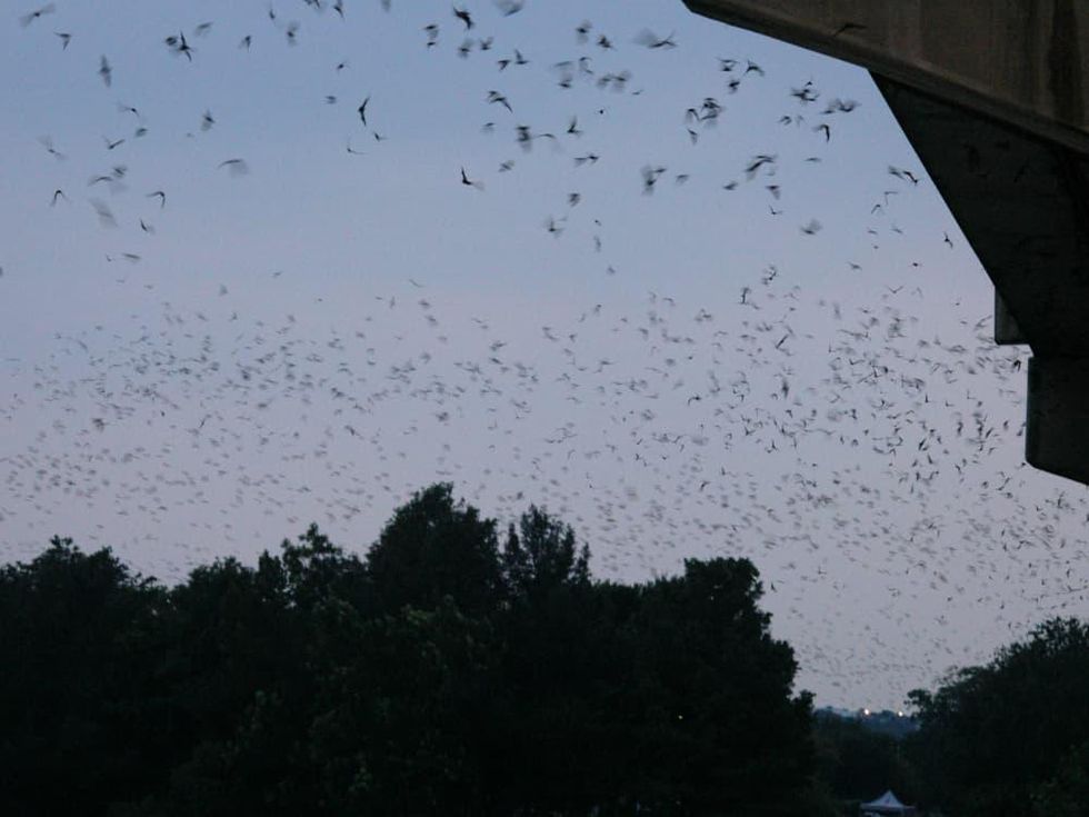 Roadway Productions presents 12th Annual Bat Fest