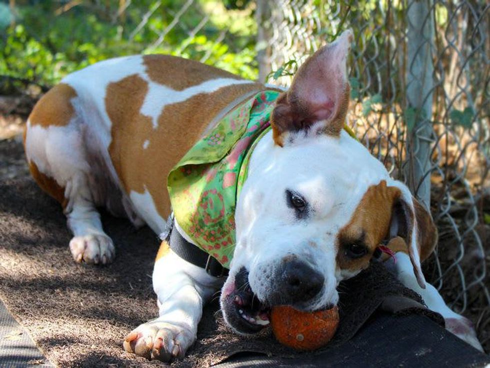 Picture this pet: Rock It will steal your heart in a flash