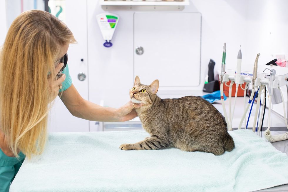 Rockin' Pets, Rollin' Vets