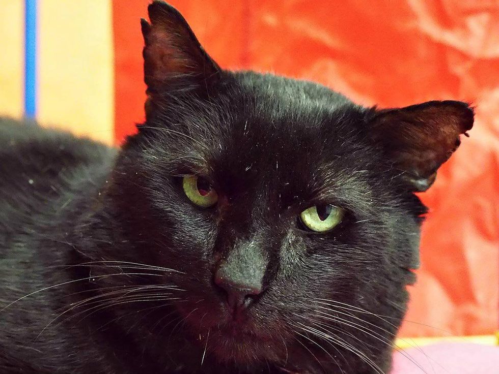 Romeo Austin Pets Alive!