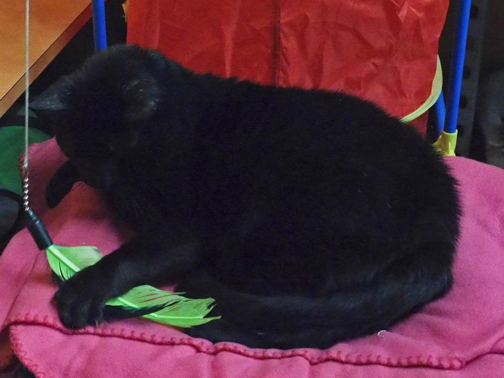 Romeo Austin Pets Alive!