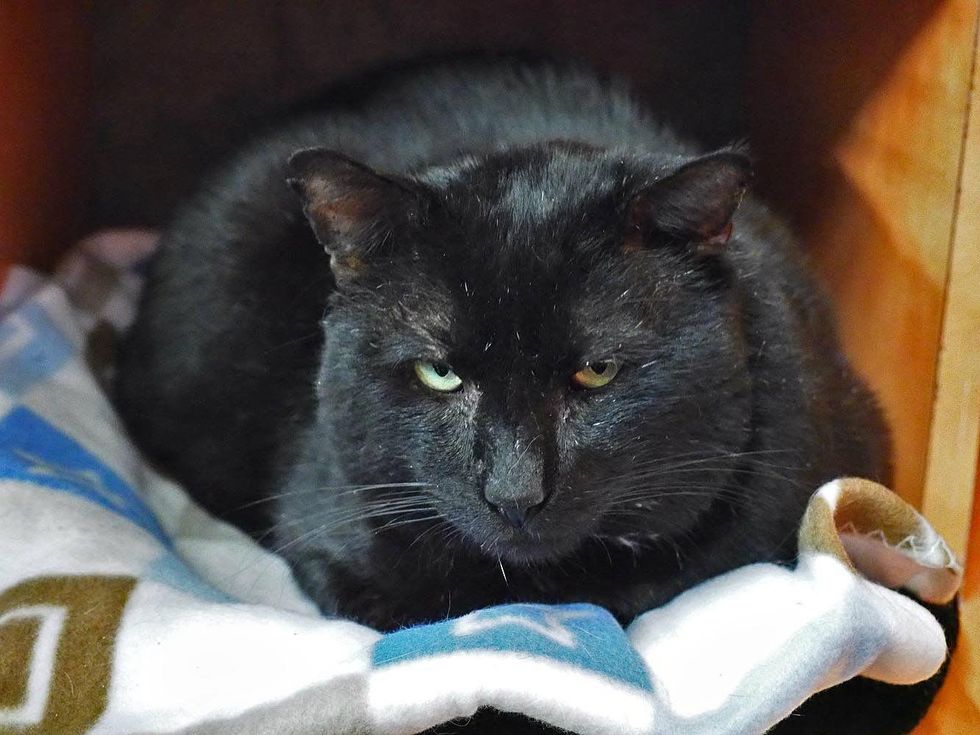 Romeo Austin Pets Alive!