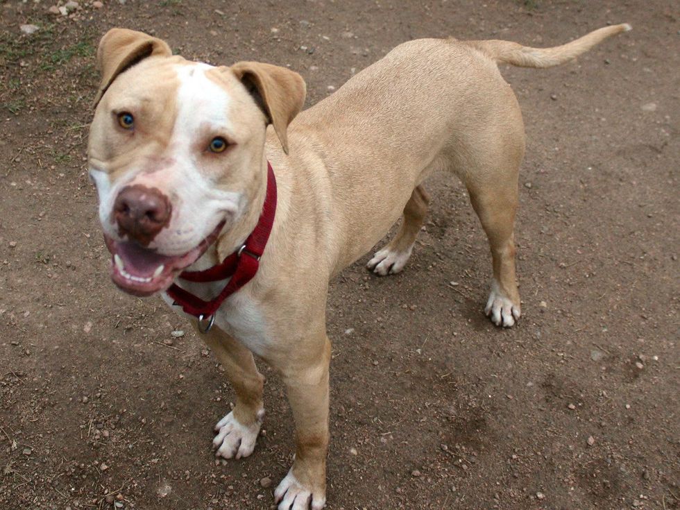 romeo the dog from APA! pet of the week standing
