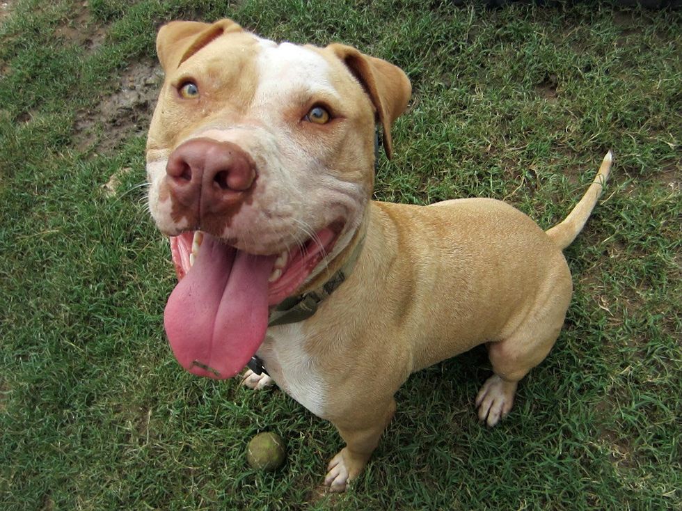 Romeo the dog from aPA! sitting on grass