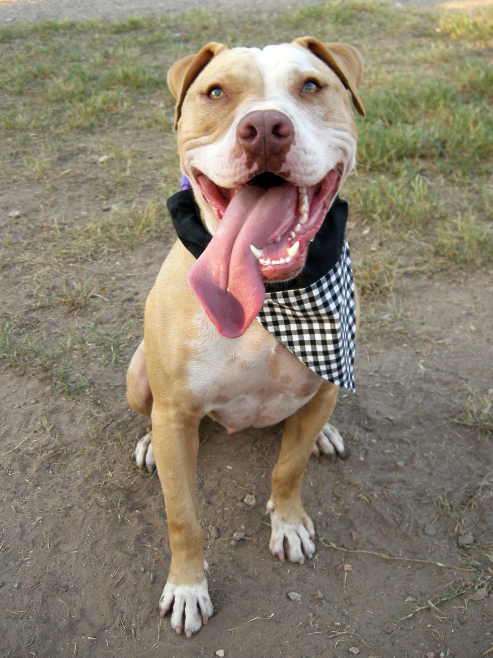 Romeo the dog sitting APA! pet of the week