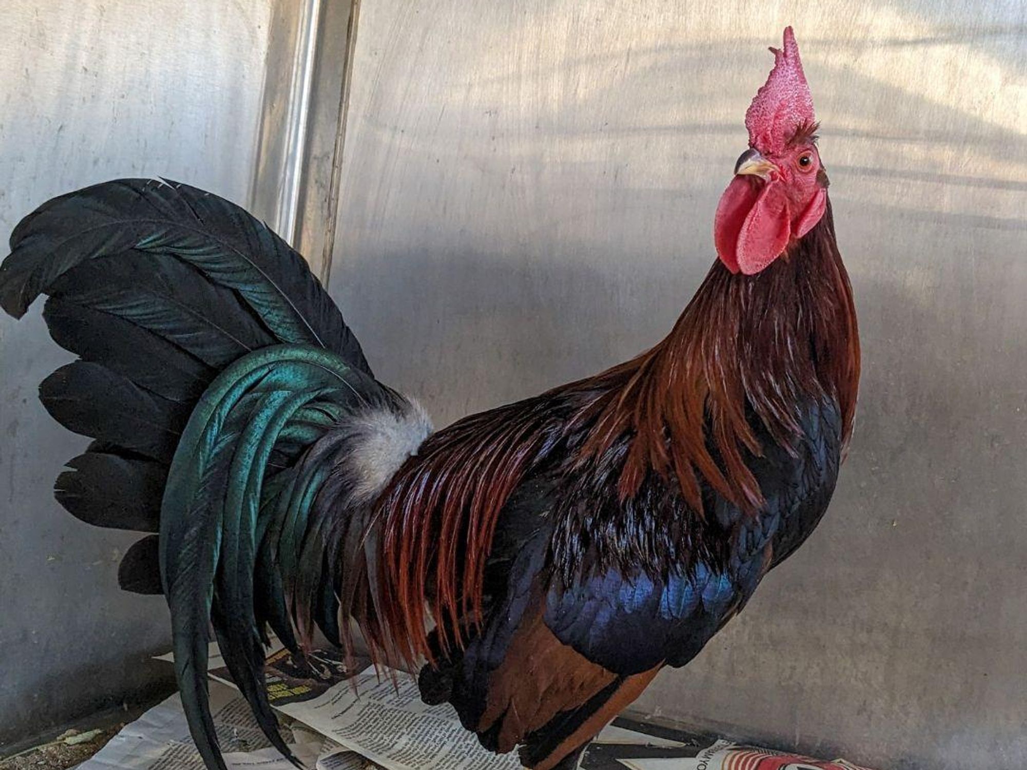 Roosters Austin Pets Alive