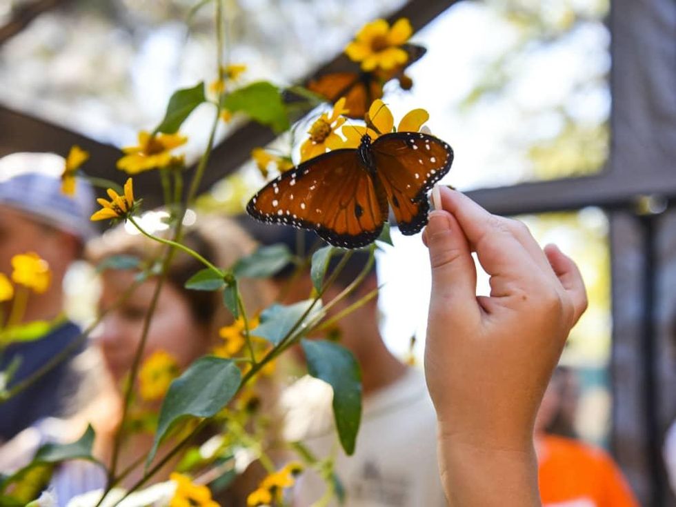 Roots & Wings Festival