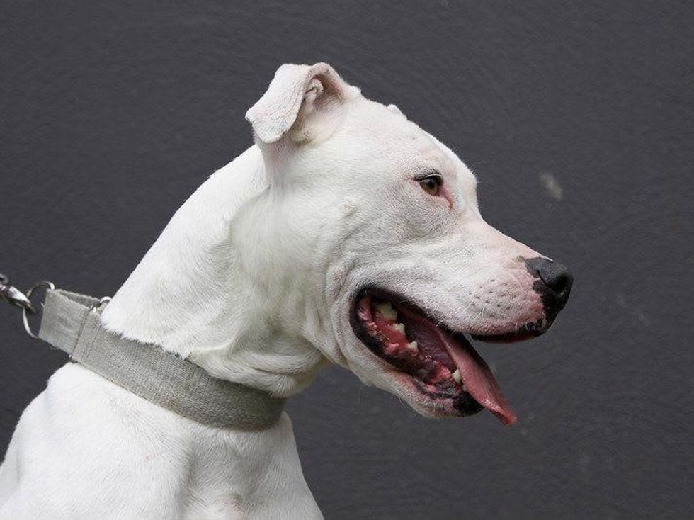 Rusty Sledge APA! dog