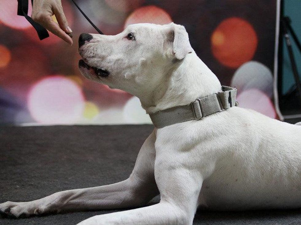 Rusty Sledge APA! dog