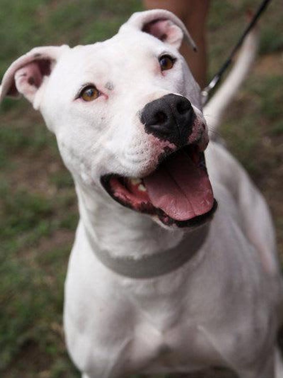 Rusty Sledge APA! dog