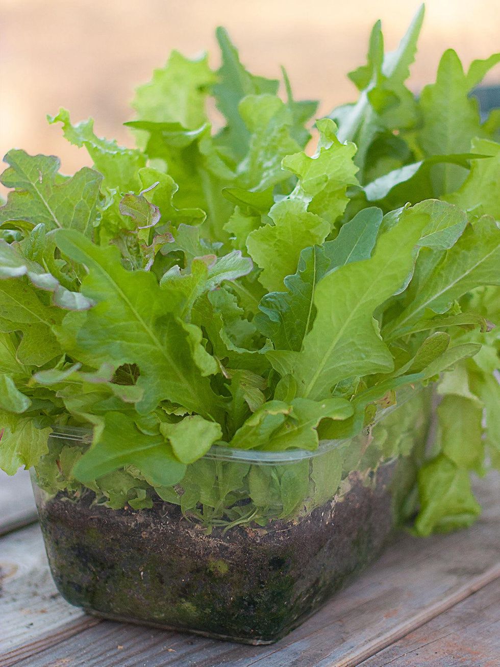 Salad greens growing is a container.