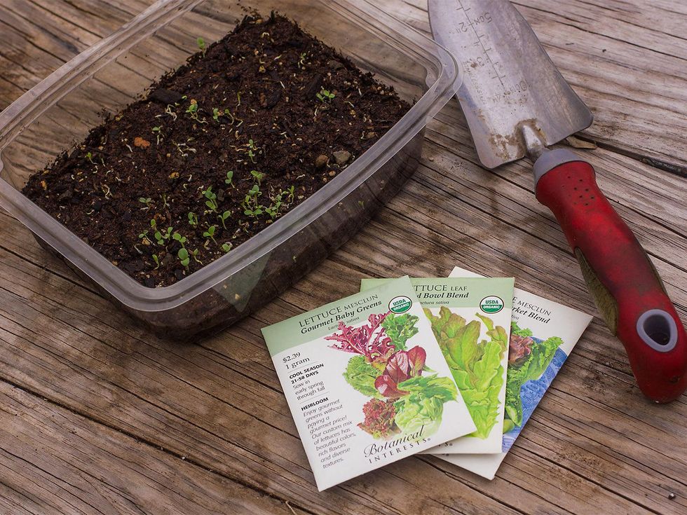 Salad greens seed packs