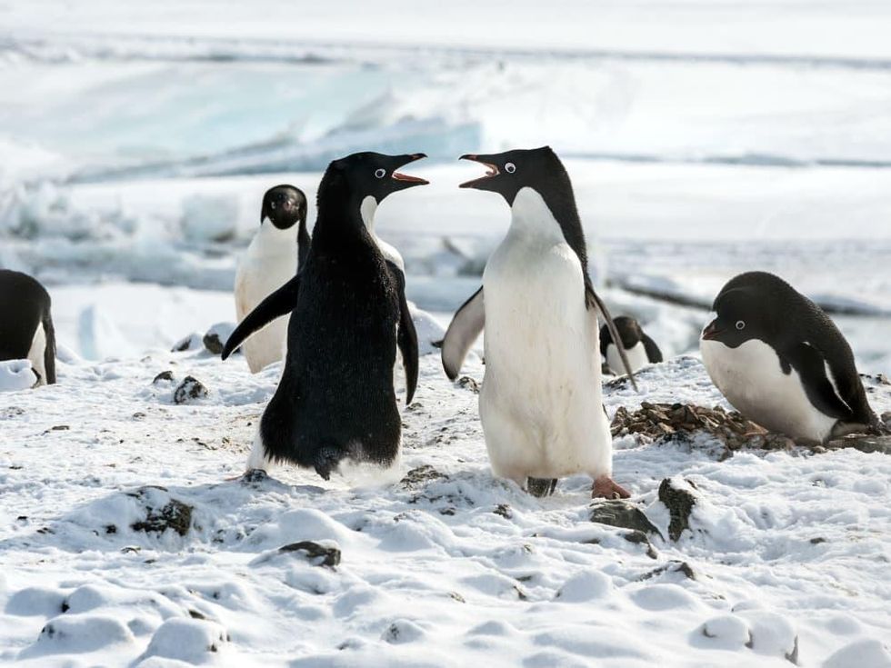 Scene from DisneyNature's Penguins