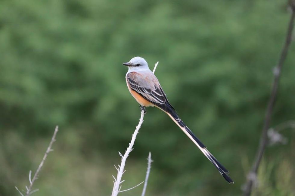Scissor-tailed flycatcher
