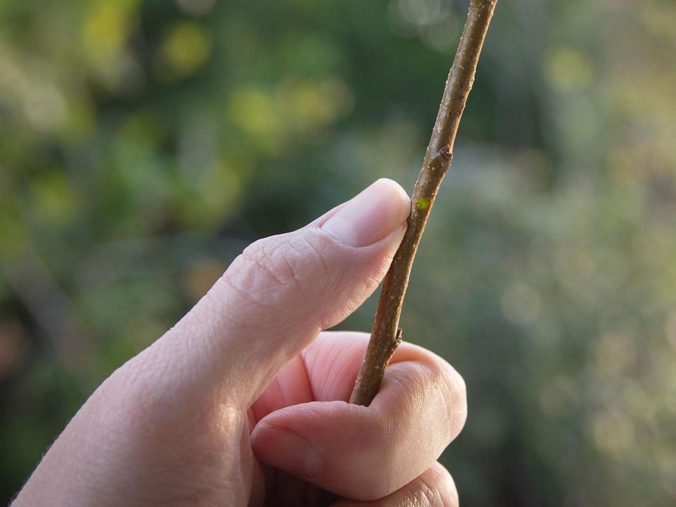 Scratch revealing healthy tree tissue