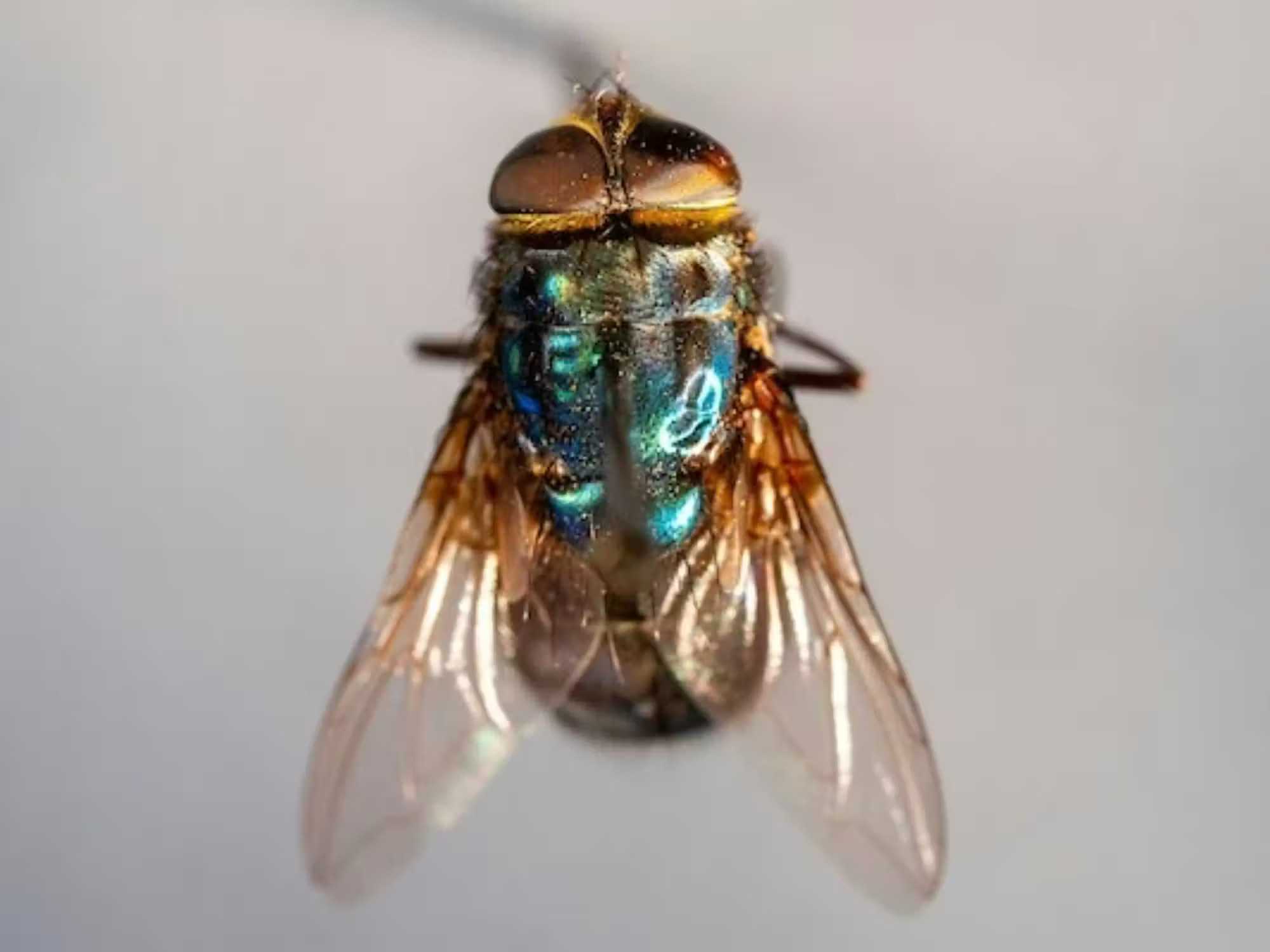 Screwworm fly close-up