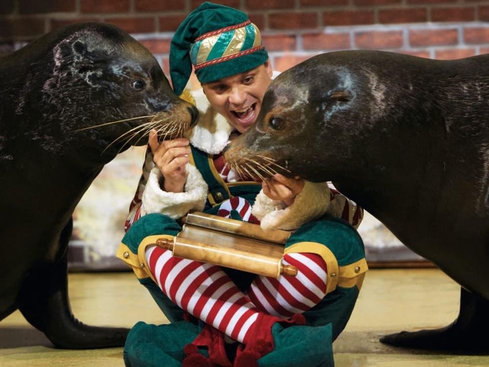 SeaWorld Christmas