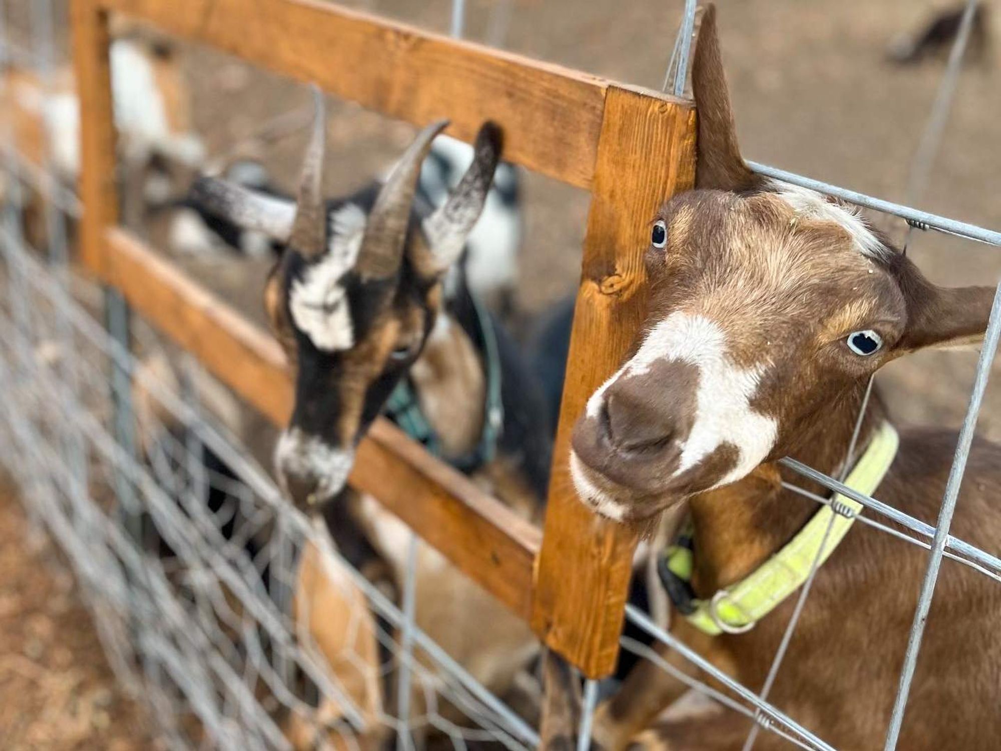 Several goats at Sundrop Springs Farm.