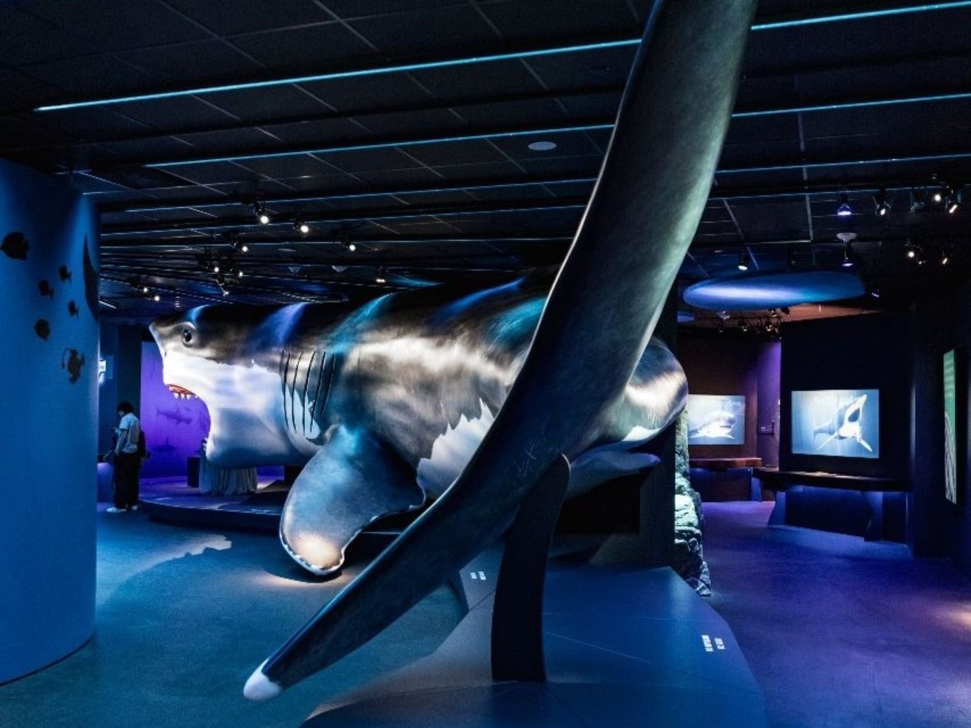 Sharks! The Meg, The Monsters & The Myths HMNS
