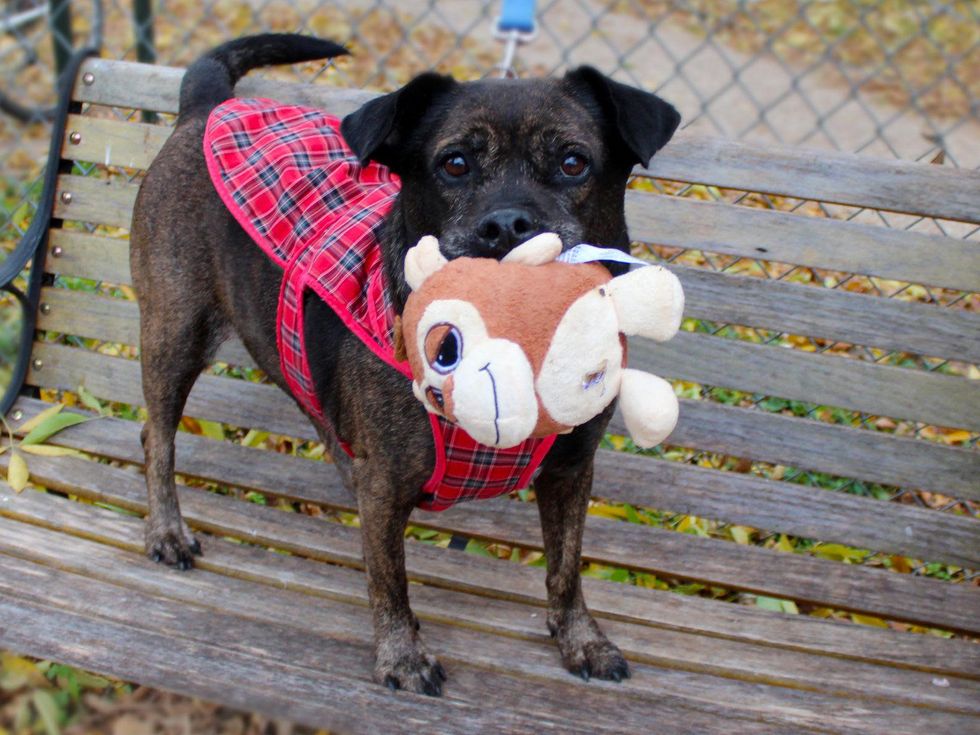 Sheeba the dog holding a toy on a bench APA! Austin Pets Alive pet of the week