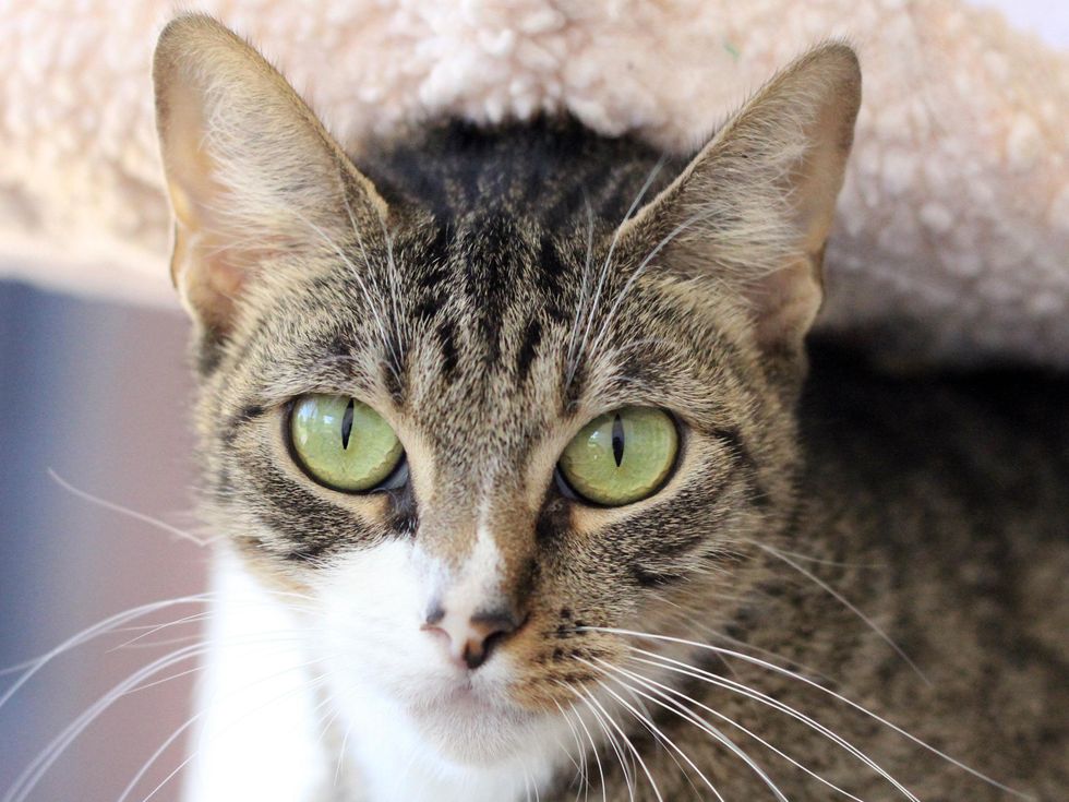 Shy the cat at the SPCA of Texas