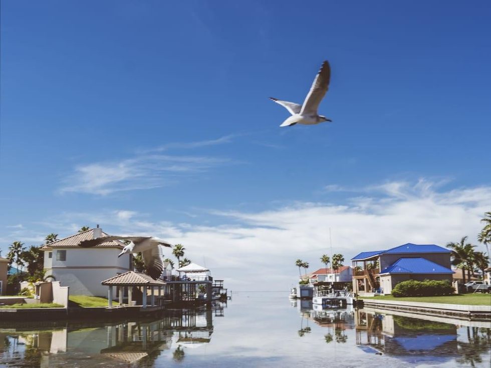 South Padre Island beach seagull