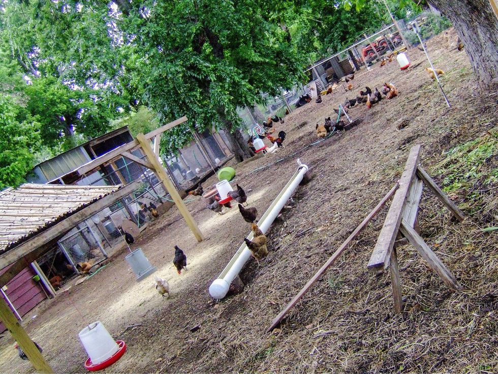 Springdale Farms chickens