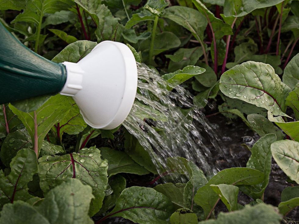 Sprouts being watered.