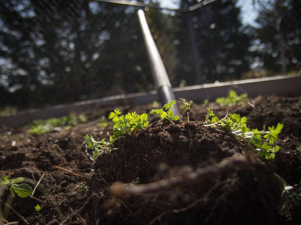 Sprouts growing in a raised garden bed