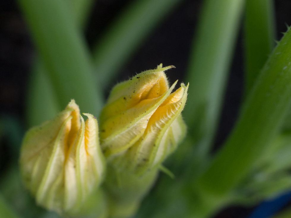 Squash plant flower