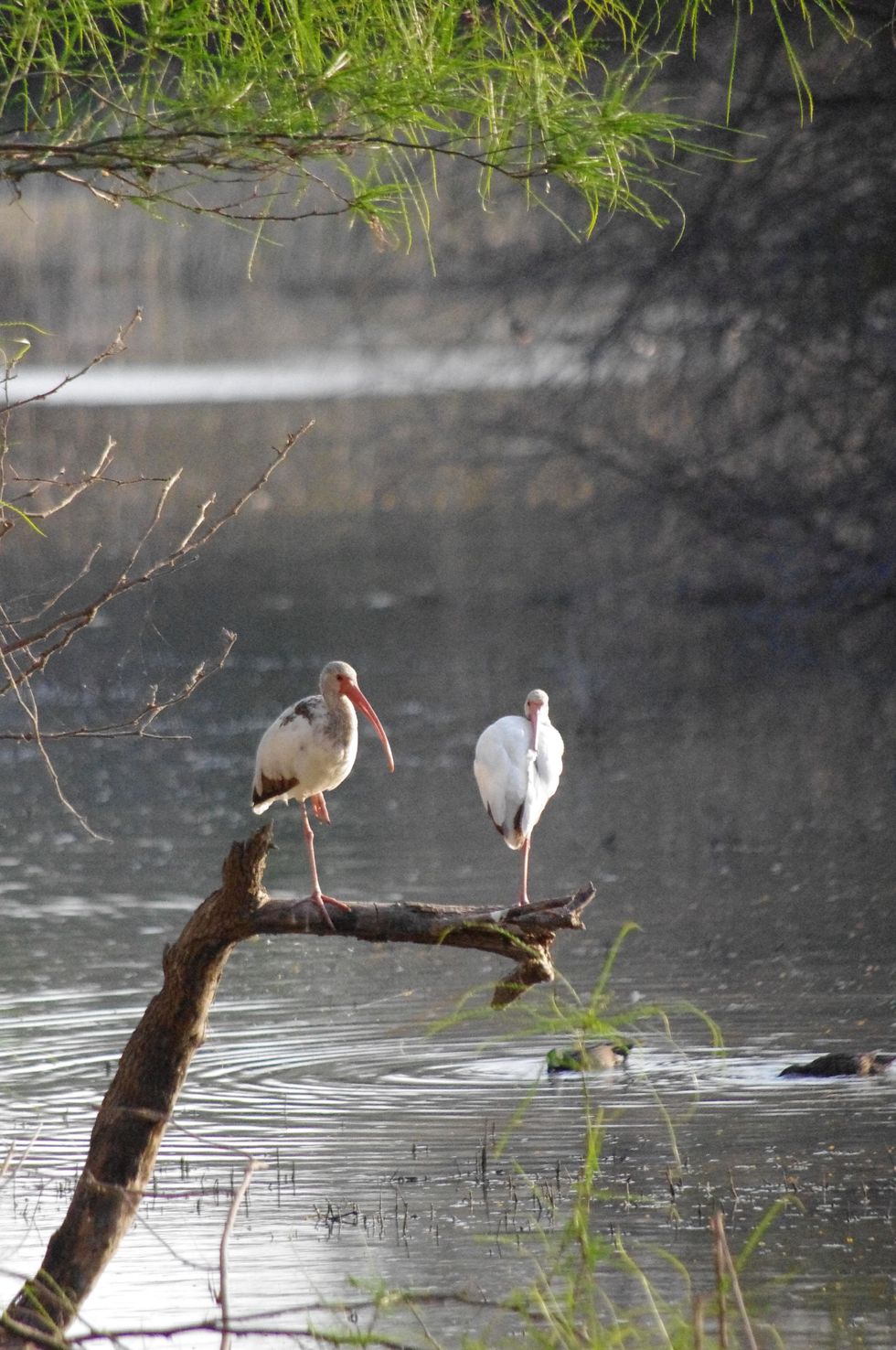 Stephan_Lorenz_Santa_Ana