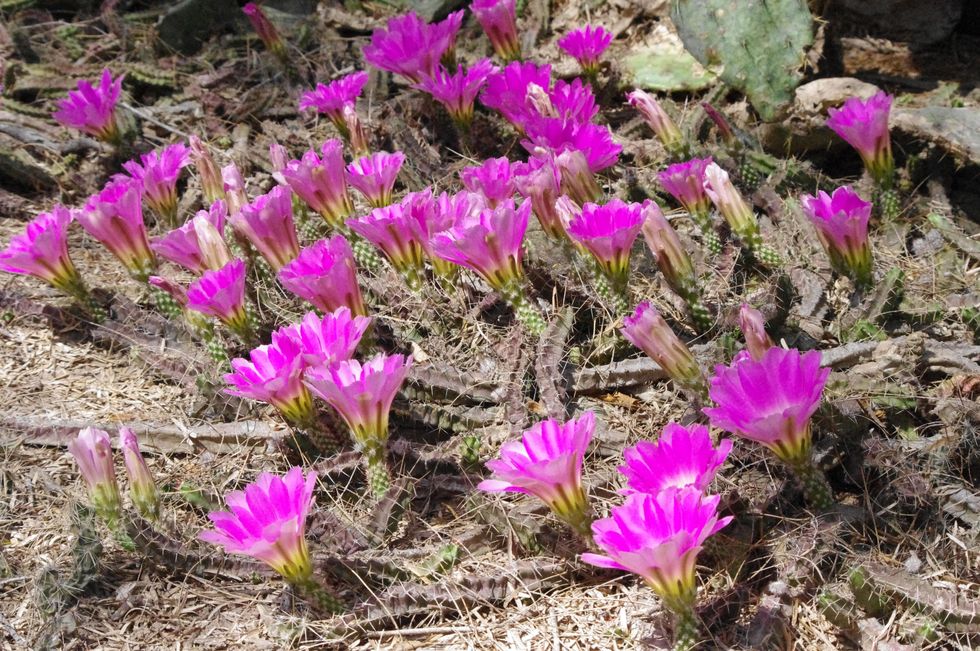 Stephan_Lorenz_Santa_Ana