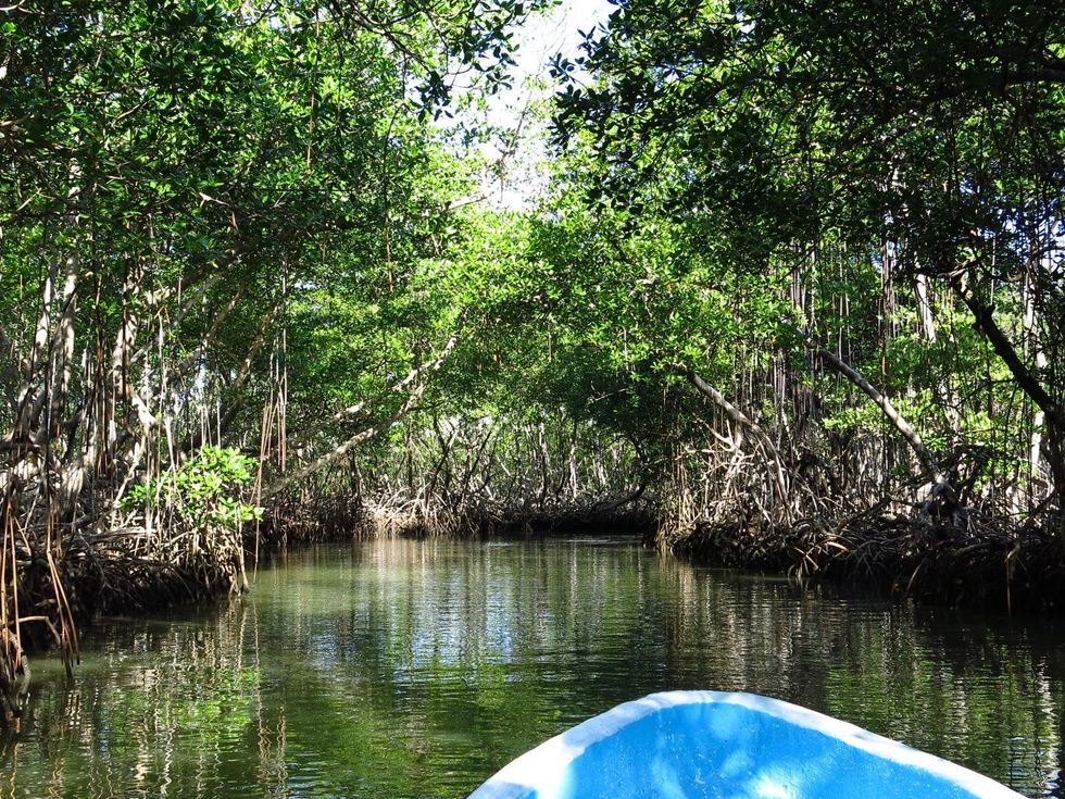 Stephan Lorenz unique hotel in Dominican Republic January 2014 A mangrove lined stream in Los Haitises National Park
