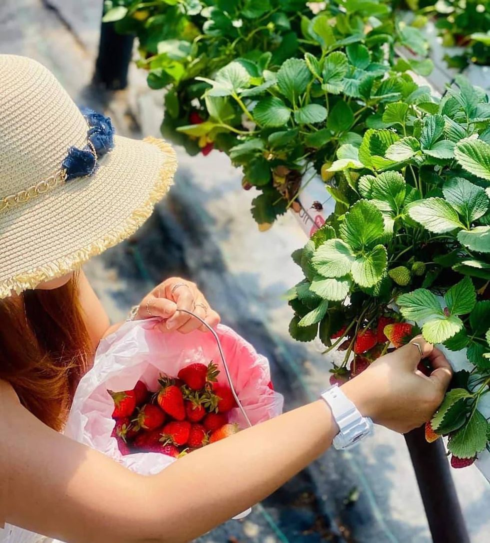 strawberry picking