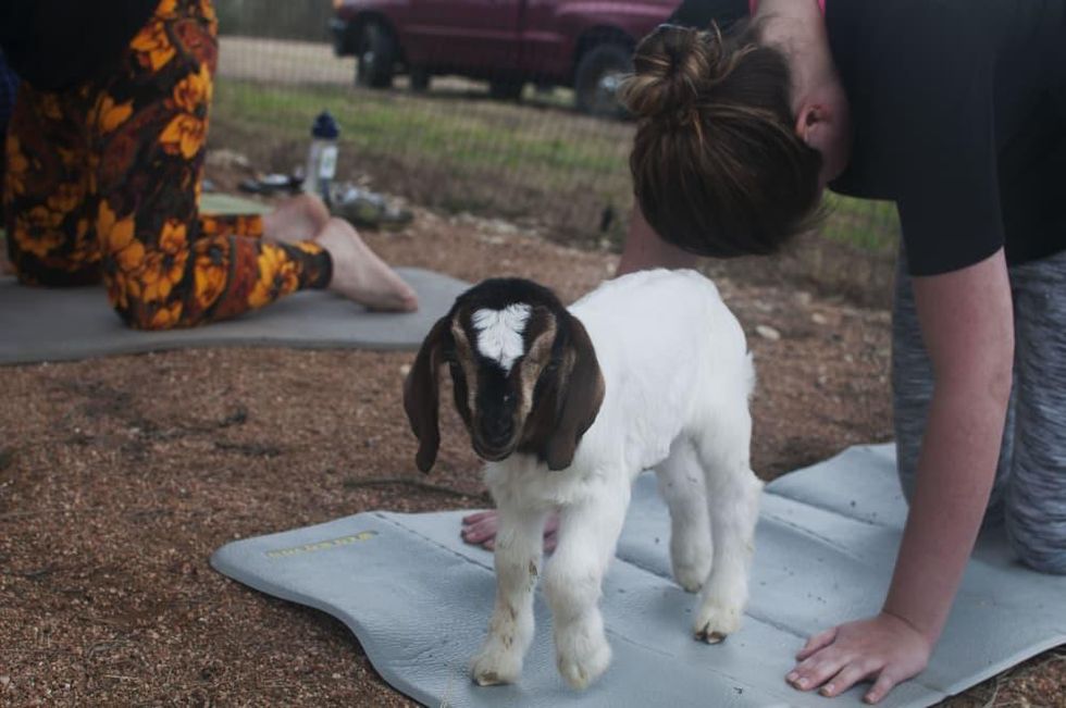 Sunset Goat Yoga & Happy Hour