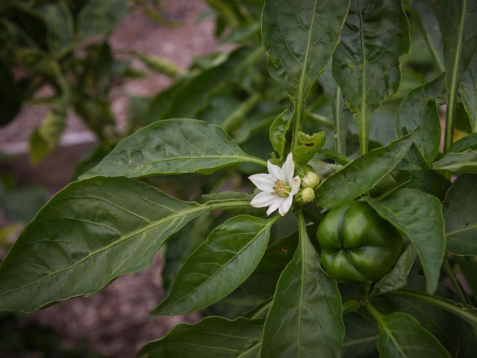 Sweet bell pepper blossom and fruit