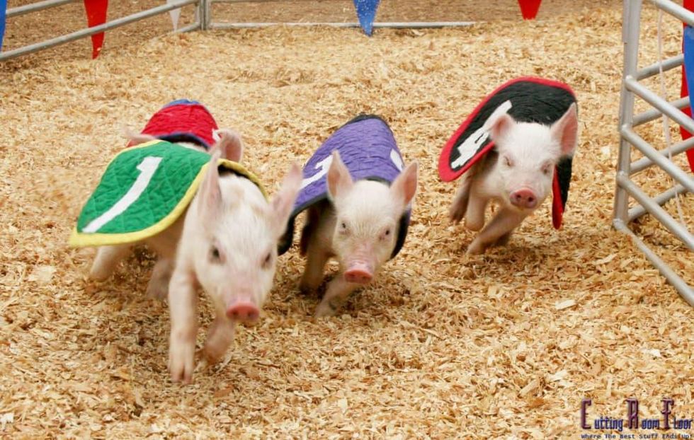 Swine pig races